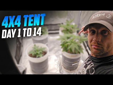 A Complete Guide For New Growers, How Transplant & Top Your Plants, Spiderfarmer SE-7000