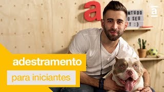 Dicas de adestramento Pet para iniciantes