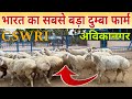 Biggest Dumba Sheep Breeding Farm Of India Turkey Dumba Farming Goat Turkey Dumba Cswri