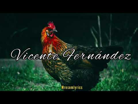 El Gallo Negro - Vicente Fernández - Letra