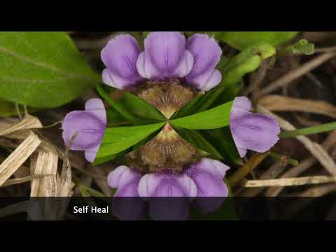 Western Wildflowers Vol 4