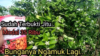 Download lagu How to Overcome Orange Trees That Are Difficult to Flower mp3