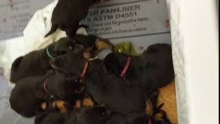 Video preview image #20 Rotterman Puppy For Sale in PARK, VA, USA