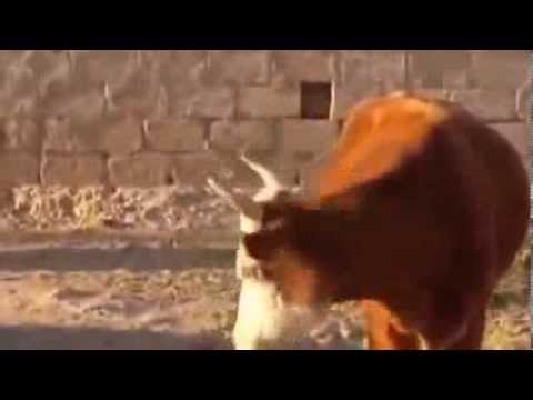 Laughter to tears - Smeh do suza. :-D