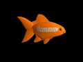 Nick Fish