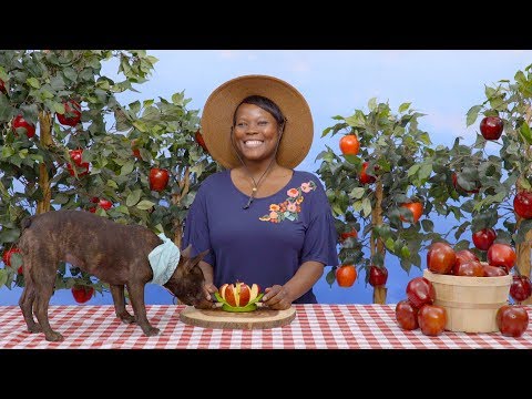 Instinct Raw Boost Mixers for Dogs | Chewy