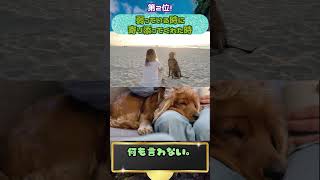 【犬あるある】絶対に忘れられない犬の瞬間ランキングTOP5｜一生残る記憶