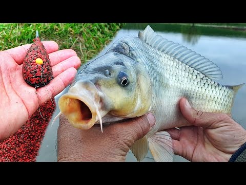 PESCUIT LA METHOD FEEDER CU PELETE DE 2MM SI POP-UP DE 8 SI 10MM