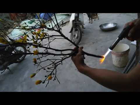 Khè lửa bếp gas hơ nóng cành mai chưng Tết