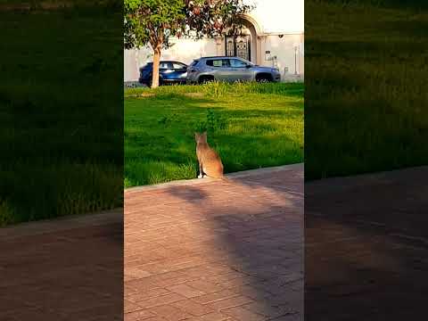 Cat in hadika #highlights #trending #catlover #