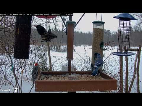 Nonstop Feeder Action As Snow Falls Sideways On Cornell FeederWatch Cam | Feb. 12, 2026