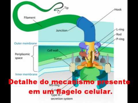 Criacionismo, panspermia, design inteliget e origem da evolução quimica.wmv