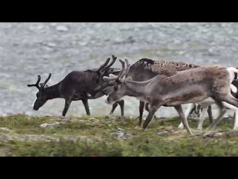 Käsivarren pohjoisosissa 8/2018