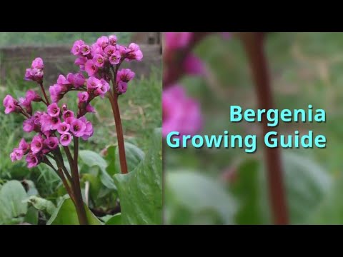 Bergenia Ligulata Extract Powder