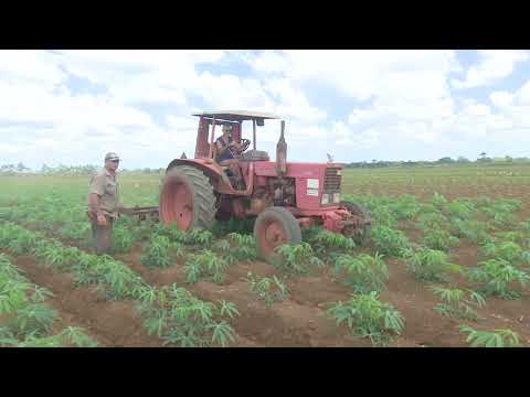 Potencian cultivo de la yuca en municipio matancero de Perico