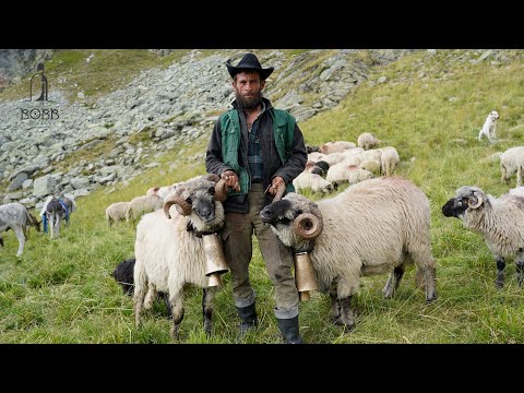 Ciobanașu' Marinel a trăit o vară la oi într-o PEȘTERĂ | CLOPOTELE MUNȚILOR - munții RETEZAT Ep.5