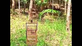 Download lagu Cuman Hitungan Menit Burung Sirtu Liar Berhasil kita Dapatkan‼️ part 1 mp3