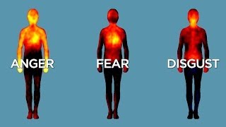 The Science of Emotions & How It Affect You.