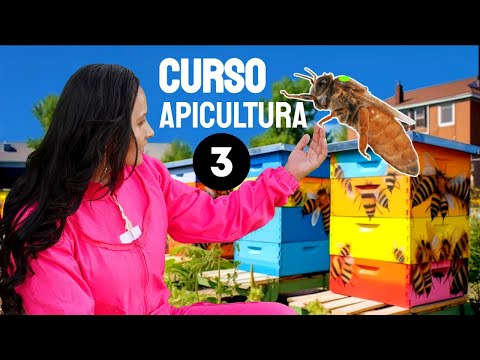 Start Beekeeping Today: Everything You Need to Know | Course #3