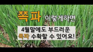 쪽파 이렇게 하면 4월 말에도 부드러운 쪽파 수확할 수 있어요! #주말농장 쪽파 가꾸기.
