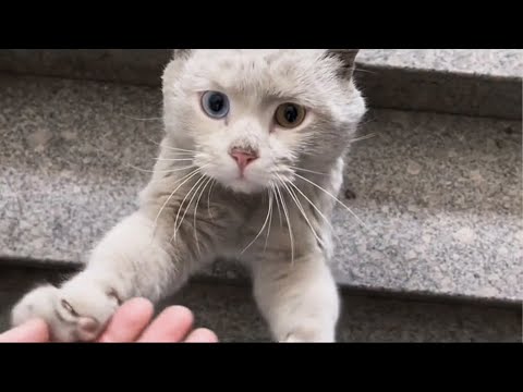 The stray cat I once fed held my hand, begged to go home with me