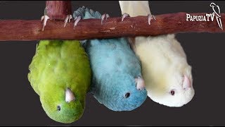 Catherine Parakeet the Little-Known Pet - Hanging like a Bat