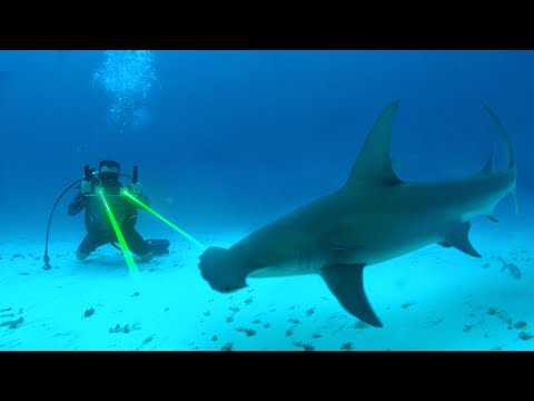 FACE À FACE AVEC UN REQUIN MARTEAU GÉANT - Cyril Chauquet
