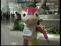 Funiu Lele New Volunteer At Beijing Airport