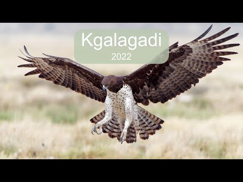 Kgalagadi 2022   4K