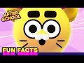 Mind Blowing Battle Kitty Facts YOU Should Know Battle Kitty