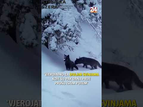 Spektakularna snimka: Čopor vukova u šumi na Plitvicama #24sata