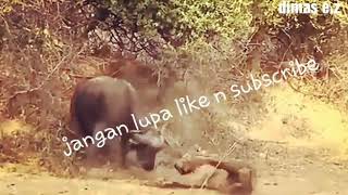Download lagu #pertarungan hewan# singa vs banteng ( singa keok.singa hampir mati) mp3