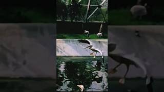 Download lagu #adventures #vlog #minivlog #explore #zoo #travel #travelogue #animals #behindthescenes #birdcentury mp3