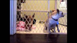 Chihuahua's daring escape