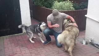 Happy Alaskan malamutes when Dad returns from holidays