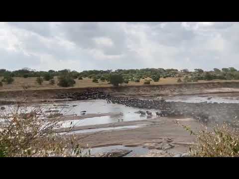 Wilderbeest Migration