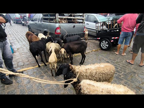 FEIRA DE ANIMAIS DE PUXINANÃ-PB SEGUNDA FEIRA 