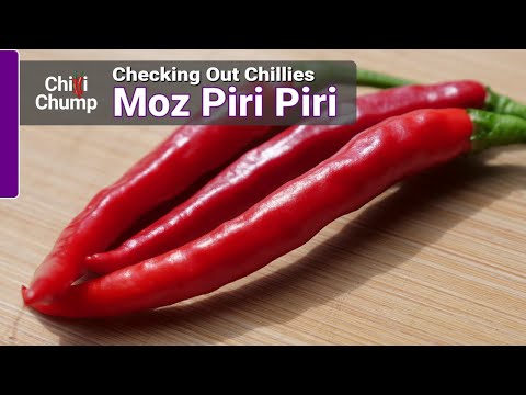 Moz Piri Piri - Episode 10: Checking out Chillies with ChilliChump