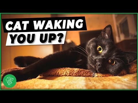 Why Does My Cat Wake Me Up At 4am?! | Strange Cat Behavior Explained