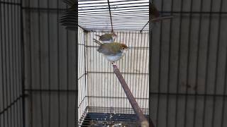 Download lagu Merawat Anakan Burung PRENJAK LUMUT #birds mp3 Download lagu Merawat Anakan Burung PRENJAK LUMUT #birds mp3