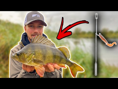 DROPSHOT Guide - Effective Rig in Perch Fishing
