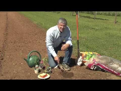 Walter Reeves -- Planting And Growing The Best Tomatoes