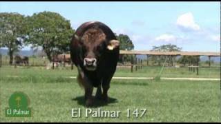 preview picture of video 'El Palmar 147'