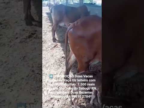 2 Vacas Paridas da Raça Gir leiteiro com RGD:7.500 reais cada em São João do Sabugi/RN.84 99810 2784