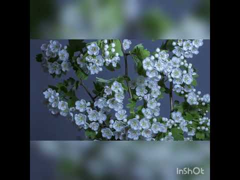 TEHILIM 81 SALMO 81 -Alef Tav Emet