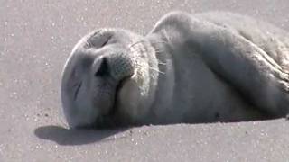 preview picture of video 'BABY SEAL RESTING ON HAMPTON BEACH 6192011 IT TOOK A NAP AT HIGH TIDE WOKE UP TO LOW TIDE.MOD'