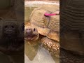 Hump day tortoise bath time 🐢