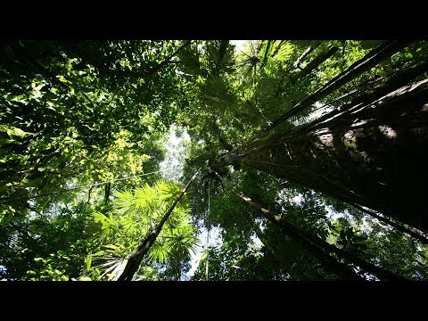 Der Regenwald - Geo goes YouTube