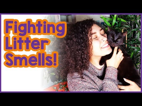 Litter Box Smell Solutions! 3 Tips to Stop Litter Box Stink!