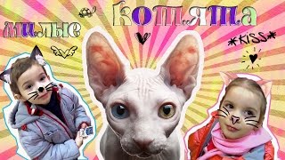 Котята / Выставка кошек в Волгограде / Богиня - кошка / Мимими кошечки / Хочу котенка